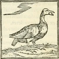 An illustration from Hieroglyphica, sive, De sacris Aegyptiorvm literis commentarii (1556)