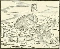 An illustration from Hieroglyphica, sive, De sacris Aegyptiorvm literis commentarii (1556)