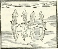 Picture 160 of 295 from Hieroglyphica, sive, De sacris Aegyptiorvm literis commentarii (1556), leaf 360