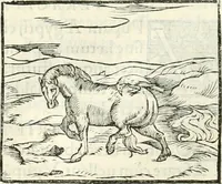 An illustration from Hieroglyphica, sive, De sacris Aegyptiorvm literis commentarii (1556)