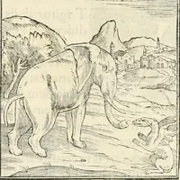 Picture 18 of 295 from Hieroglyphica, sive, De sacris Aegyptiorvm literis commentarii (1556), leaf 37