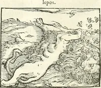 Picture 165 of 295 from Hieroglyphica, sive, De sacris Aegyptiorvm literis commentarii (1556), leaf 377