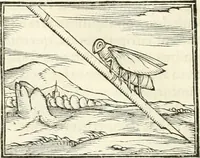 An illustration from Hieroglyphica, sive, De sacris Aegyptiorvm literis commentarii (1556)