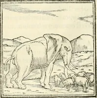 An illustration from Hieroglyphica, sive, De sacris Aegyptiorvm literis commentarii (1556)