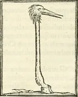 Picture 173 of 295 from Hieroglyphica, sive, De sacris Aegyptiorvm literis commentarii (1556), leaf 419