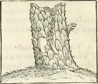 An illustration from Hieroglyphica, sive, De sacris Aegyptiorvm literis commentarii (1556)