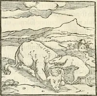 Picture 33 of 295 from Hieroglyphica, sive, De sacris Aegyptiorvm literis commentarii (1556), leaf 57