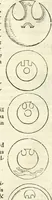 An illustration from Hieroglyphica, sive, De sacris Aegyptiorvm literis commentarii (1556)