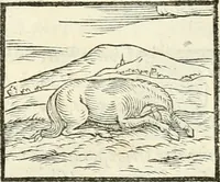 An illustration from Hieroglyphica, sive, De sacris Aegyptiorvm literis commentarii (1556)