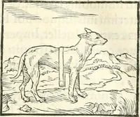 An illustration from Hieroglyphica, sive, De sacris Aegyptiorvm literis commentarii (1556)