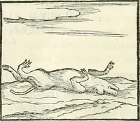 An illustration from Hieroglyphica, sive, De sacris Aegyptiorvm literis commentarii (1556)