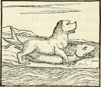 An illustration from Hieroglyphica, sive, De sacris Aegyptiorvm literis commentarii (1556)
