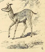 Picture 3 of 19 from Descripção da viagem á Mussumba do Muatiãnvua (1890), leaf 102