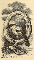 Picture 4 of 19 from Descripção da viagem á Mussumba do Muatiãnvua (1890), leaf 187