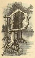 Picture 7 of 19 from Descripção da viagem á Mussumba do Muatiãnvua (1890), leaf 337