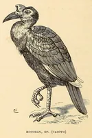 Picture 10 of 19 from Descripção da viagem á Mussumba do Muatiãnvua (1890), leaf 466