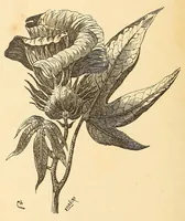 An illustration from Descripção da viagem á Mussumba do Muatiãnvua (1890)