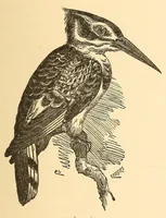 An illustration from Descripção da viagem á Mussumba do Muatiãnvua (1890)