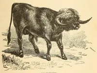 An illustration from Descripção da viagem á Mussumba do Muatiãnvua (1890)