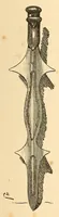 An illustration from Descripção da viagem á Mussumba do Muatiãnvua (1890)
