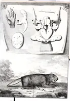 Picture 4 of 12 from Description anatomique d'un cameleon, d'un castor, d'un dromadaire, d'un ours, et d'une gazelle (1669), leaf 26
