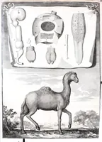 Picture 6 of 12 from Description anatomique d'un cameleon, d'un castor, d'un dromadaire, d'un ours, et d'une gazelle (1669), leaf 40