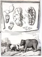 Picture 9 of 12 from Description anatomique d'un cameleon, d'un castor, d'un dromadaire, d'un ours, et d'une gazelle (1669), leaf 63