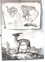 Picture 12 of 12 from Description anatomique d'un cameleon, d'un castor, d'un dromadaire, d'un ours, et d'une gazelle (1669), leaf 81