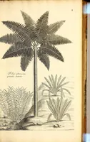 Picture 3 of 14 from Description des plantes de l'Amerique. : Avec leurs figures. (1693), leaf 117