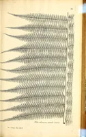 Picture 4 of 14 from Description des plantes de l'Amerique. : Avec leurs figures. (1693), leaf 119