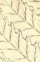 An illustration from Description des plantes de l'Amerique. : Avec leurs figures. (1693)