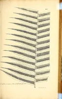 An illustration from Description des plantes de l'Amerique. : Avec leurs figures. (1693)