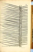 Picture 7 of 14 from Description des plantes de l'Amerique. : Avec leurs figures. (1693), leaf 153