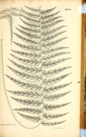 An illustration from Description des plantes de l'Amerique. : Avec leurs figures. (1693)