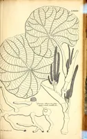 Picture 10 of 14 from Description des plantes de l'Amerique. : Avec leurs figures. (1693), leaf 263
