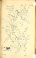 Picture 12 of 14 from Description des plantes de l'Amerique. : Avec leurs figures. (1693), leaf 313