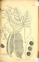 Picture 14 of 14 from Description des plantes de l'Amerique. : Avec leurs figures. (1693), leaf 329