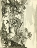 An illustration from Description of New Netherland (1671)