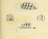 An illustration from Descriptions of the inferior maxillary bones of mastodons : in the cabinet of the American Philosophical Society : with remarks on the genus Tetracaulodon, etc. (1833)