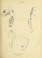 An illustration from Descriptions of the inferior maxillary bones of mastodons : in the cabinet of the American Philosophical Society : with remarks on the genus Tetracaulodon, etc. (1833)