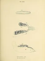 An illustration from Descriptions of the inferior maxillary bones of mastodons : in the cabinet of the American Philosophical Society : with remarks on the genus Tetracaulodon, etc. (1833)