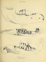 An illustration from Descriptions of the inferior maxillary bones of mastodons : in the cabinet of the American Philosophical Society : with remarks on the genus Tetracaulodon, etc. (1833)