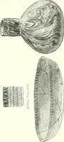 An illustration from A descriptive catalogue of the glass vessels in the South Kensington museum (1878)