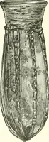 An illustration from A descriptive catalogue of the glass vessels in the South Kensington museum (1878)