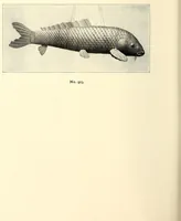 Picture 12 of 15 from Descriptive catalogue of an important collection of Japanese and Chinese pottery, porcelain, bronzes, brocades, prints, embroideries, kakemono, screens, ivories and gold lacquers selected by Mr. Bunkio Matsuki of Kobe, Japan, and Boston (1898), leaf 156