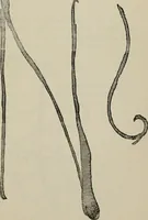 An illustration from A descriptive catalogue of the maiolica, Hispano-Moresco, Persian, Damascus, and Rhodian wares in the South Kensington Museum : with historical notes, marks, & monograms (1873)