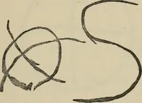 An illustration from A descriptive catalogue of the maiolica, Hispano-Moresco, Persian, Damascus, and Rhodian wares in the South Kensington Museum : with historical notes, marks, & monograms (1873)