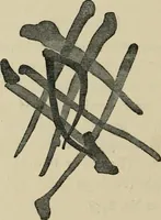 An illustration from A descriptive catalogue of the maiolica, Hispano-Moresco, Persian, Damascus, and Rhodian wares in the South Kensington Museum : with historical notes, marks, & monograms (1873)