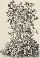 An illustration from Descriptive catalogue of ornamental trees, shrubs, roses, flowering plants, &c (1875)