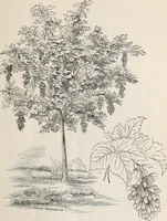 An illustration from Descriptive catalogue of ornamental trees, shrubs, roses, flowering plants, &c (1875)